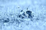 preview cold