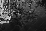 preview bw