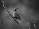 preview bw