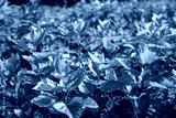 preview cold