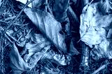 preview cold