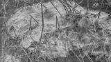 preview bw