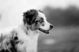 preview bw
