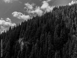 preview bw