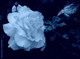 preview cold