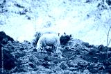 preview cold
