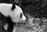preview bw