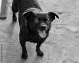 preview bw