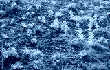 preview cold