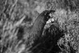 preview bw