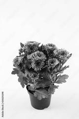 preview bw