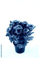 preview cold
