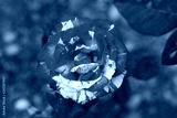 preview cold