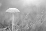 preview bw