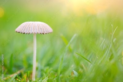 image to crop