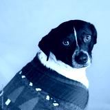 preview cold