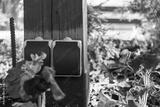 preview bw
