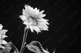preview bw