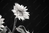 preview original