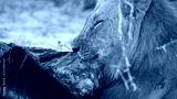 preview cold