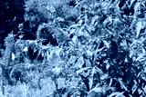 preview cold