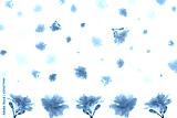 preview cold