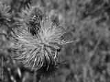 preview bw