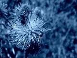 preview cold