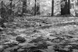 preview bw