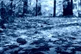 preview cold