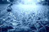 preview cold
