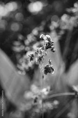 preview bw