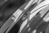 preview bw