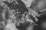 preview bw