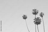 preview bw