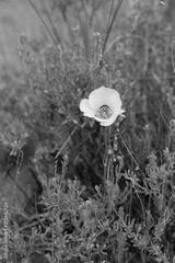 preview bw