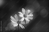 preview bw