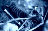 preview cold