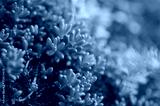 preview cold