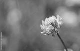 preview bw