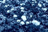 preview cold