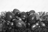 preview bw
