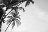 preview bw