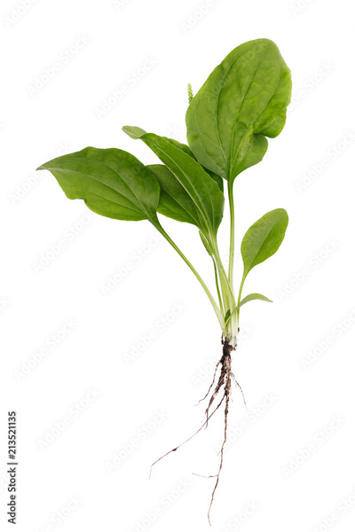 image to crop