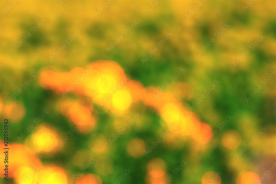 image to crop