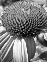preview bw