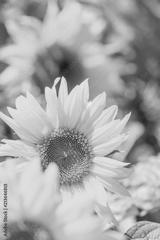 preview bw