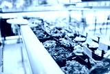 preview cold