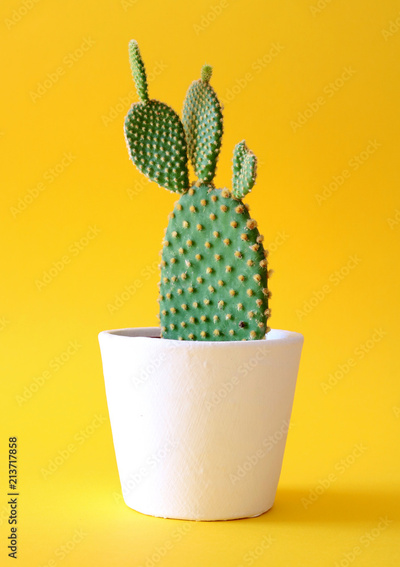 image to crop