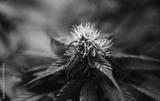 preview bw